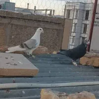 کبوتر بزک سیاه .پشتی.سرور