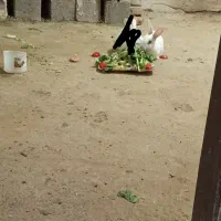 خرگوش اکرم خرگوش