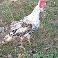 بقلمو سالم به شرت