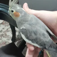 عروس هلندی نر