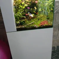 آکواریوم با گیاه زنده|ماهی|قم, نخودی|دیوار