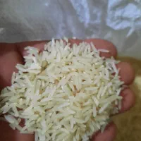 برنج فجرسوزنی