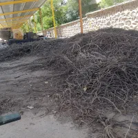 خرید و فروش ریشه شیرین بیان  ریشه محک و تفاله