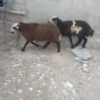 دوعددبره سالم وسرحال