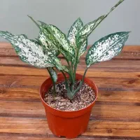 گل،گلدان و باکس گل هدیه روز مادر باقیمت مناسب|گل و گیاه طبیعی|اراک, |دیوار