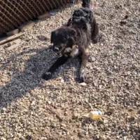 توله قهدریجانی دهن پاک به مرغ گوسفند ۵ماهه