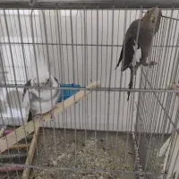 عروس هلندی و برزیلی|پرنده|صفادشت, |دیوار