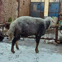 قوچ گله|حیوانات مزرعه|زالیان, |دیوار