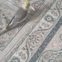 عروس هلندی گم شده