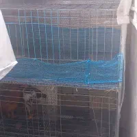 قفس مرغ و بلدرچین|لوازم جانبی حیوانات|رشت, جانبازان|دیوار