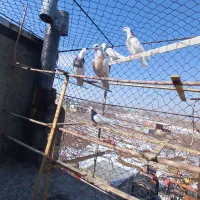 طوقی|پرنده|بهار, |دیوار