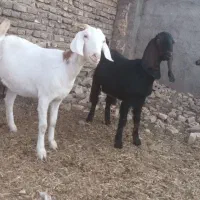 ۲ عدد یک ساله آبستن مایه دار دانه ۱۲تومن