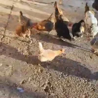 مرغ و خروس محلی تخم گذار