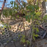 نهال گردوی‌اصلاح شده ایرانی و ترکیه با قیمت مناسب