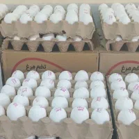 پخش تخم مرغ ،کلوچه،آبمیوه،قندبه قیمت عمده|فعالیت داوطلبانه تحقیقاتی|ارومیه, |دیوار