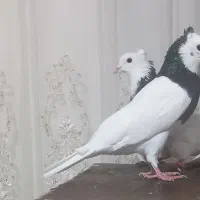 کبوتر طوقی|حیوانات|جهرم, |دیوار