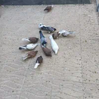 کبوتر کفتر پرشی