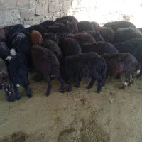 بره نروماده