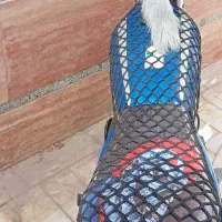 موتور. دی اس 200..و دینو 150|موتورسیکلت|اردکان, |دیوار