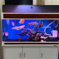 آکواریوم شرکتی ماهیران طول ۱۲۰|ماهی|کرج, آق تپه|دیوار