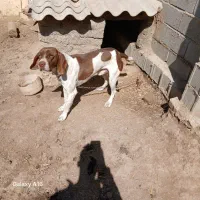 توله دنبلانی