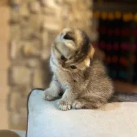 بچه گربه اسکاتیش