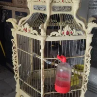 دو عدد عروس هلندی سخنگو ویک عدد مینا سخنگو سالم