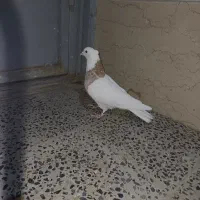 طوقی و زاغ|پرنده|شهرکرد, |دیوار