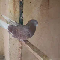 کفتر درجه یک|پرنده|برخوار, |دیوار