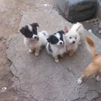توله سگ پاکوتاه