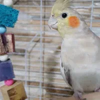 عروس هلندی ماده