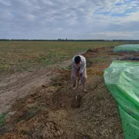 ذرت علوفه ای|لوازم جانبی حیوانات|سیمین شهر, |دیوار