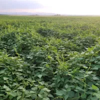 لوبیا چیتی بذر صالح مخصوص کشت پر تناژژ