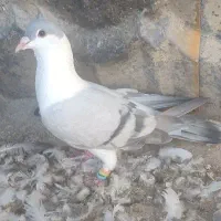 صید|پرنده|مشهد, مقصود آباد|دیوار