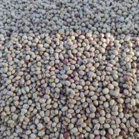 لوبیا چیتی درجه ۱ همدان