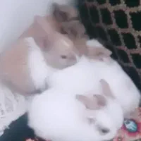 خرگوش دورگه پشمالو