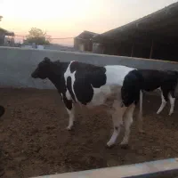 گاو ماده چاق سوپرگوشت