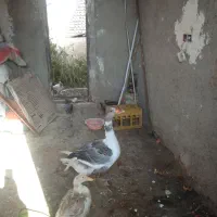 غاز نر|حیوانات مزرعه|زابل, |دیوار