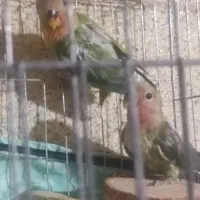 کتوله برزیلی