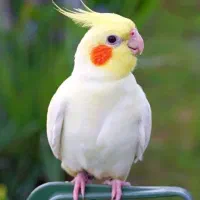 عروس هلندی جوجه