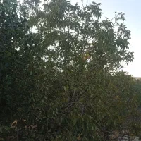 یک قطعه باغ