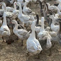 غاز محلی و قوغاز مولد و پرواری