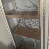 قفس عروس هلندی فنچ مرغ عشق کوتوله برزیلی|لوازم جانبی حیوانات|مشهد, شهید شهریاری|دیوار