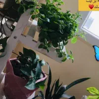 کار در ت ولیدی