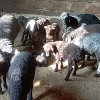 22 راس میش و بره درجه یک مالچه