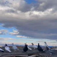 ۹ عدد کفتر بوم|پرنده|مشهد, میان ولایت|دیوار