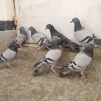 کبوتر پلاکی آلمانی سبز             7 تا نر و ماده