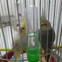 جفت عروس هلندی