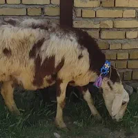 فروش دو راس میش پلنگی با بره