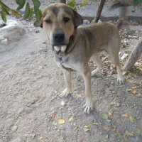 سگ پژدر یک سال